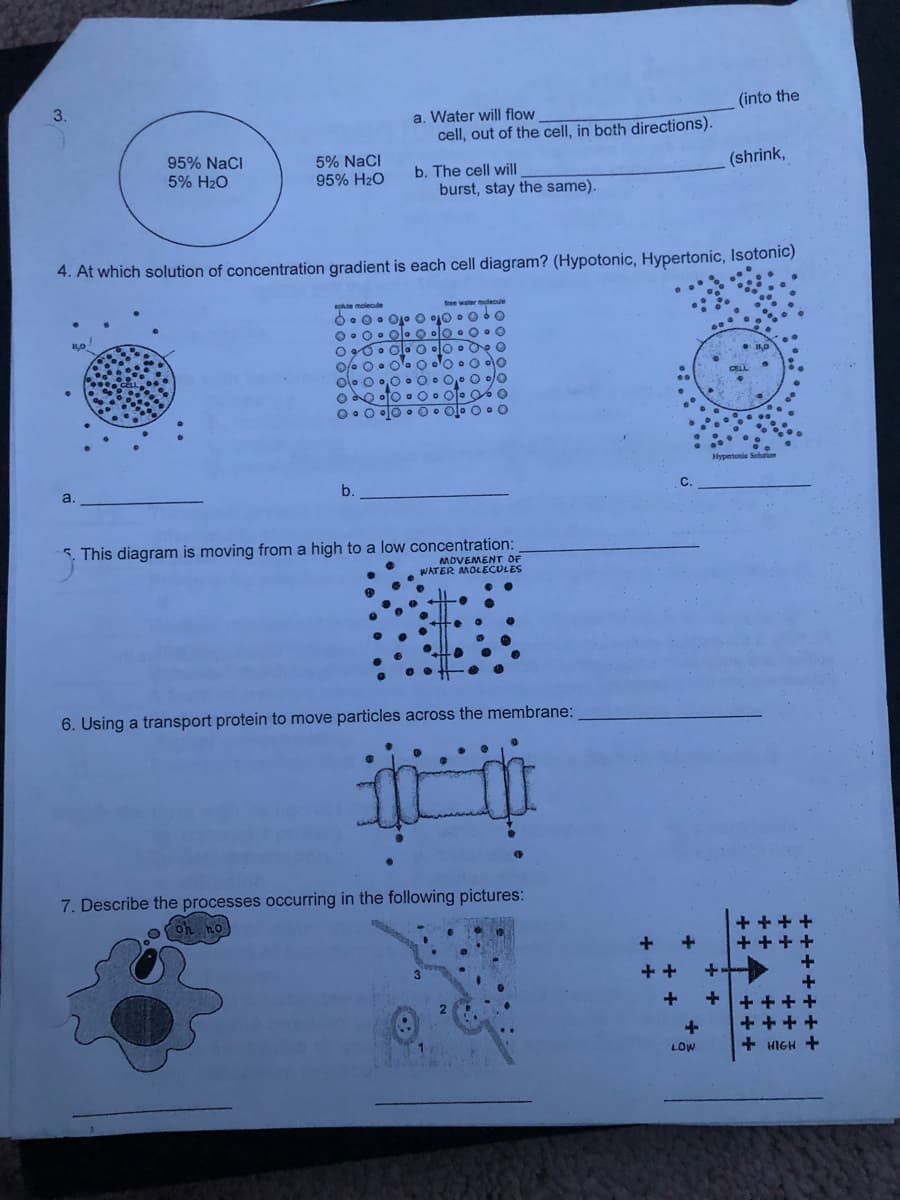 3.
(into the
a. Water will flow
cell, out of the cell, in bath directions).
95% NaCl
5% H2O
5% NaCl
95% H2O
b. The cell will
(shrink,
burst, stay the same).
4. At which solution of concentration gradient is each cell diagram? (Hypotonic, Hypertonic, Isotonic)
olo o 0,0 . 0• 0,0 0 o/0
Hypertonie Solution
a.
b.
5. This diagram is moving from a high to a low concentration:
MOVEMENT OF
WATER MOLECULES
6. Using a transport protein to move particles across the membrane:
7. Describe the processes occurring in the following pictures:
+ +
+ +++
++
++ ++ +
+ +++
LOW
+ HIGH +
