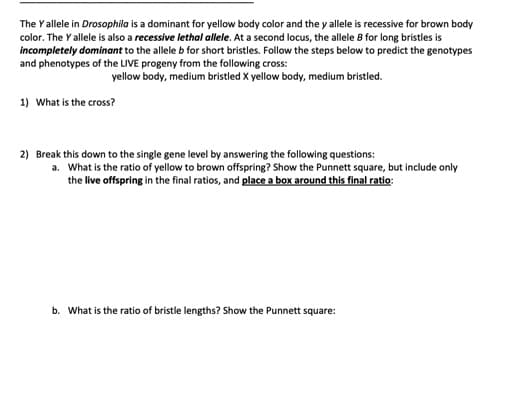 The Yallele in Drosophila is a dominant for yellow body color and the y allele is recessive for brown body
color. The Y allele is also a recessive lethal allele. At a second locus, the allele B for long bristles is
incompletely dominant to the allele b for short bristles. Follow the steps below to predict the genotypes
and phenotypes of the LIVE progeny from the following cross:
yellow body, medium bristled X yellow body, medium bristled.
1) What is the cross?
2) Break this down to the single gene level by answering the following questions:
a. What is the ratio of yellow to brown offspring? Show the Punnett square, but include only
the live offspring in the final ratios, and place a box around this final ratio:
b. What is the ratio of bristle lengths? Show the Punnett square:
