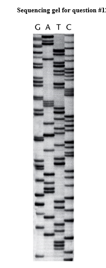 Sequencing gel for question #12
GATC
