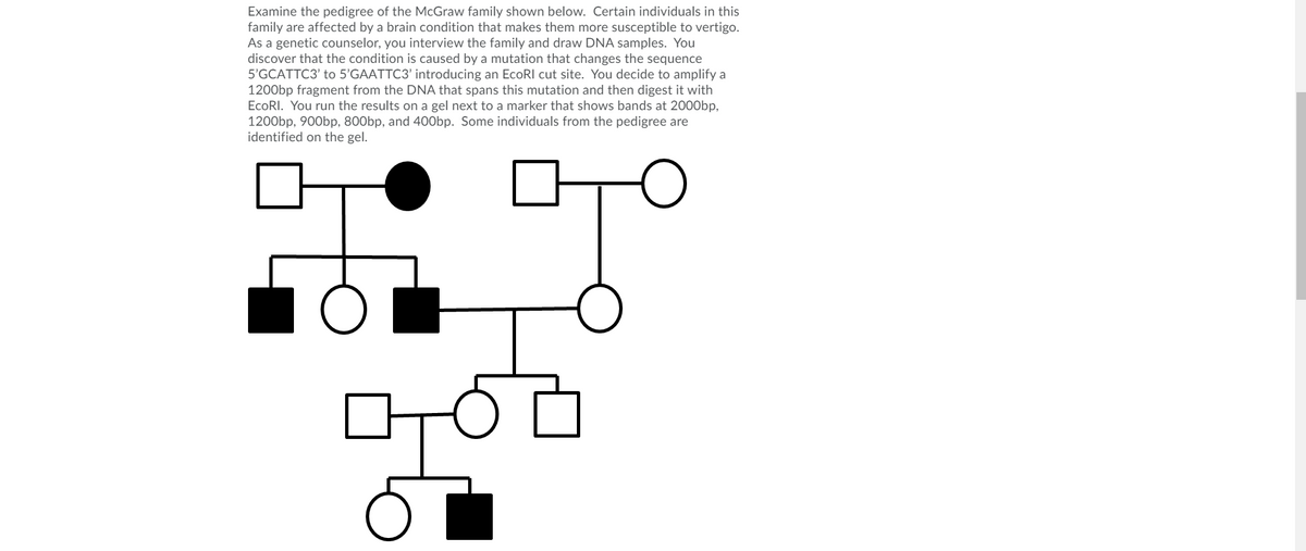 Examine the pedigree of the McGraw family shown below. Certain individuals in this
family are affected by a brain condition that makes them more susceptible to vertigo.
As a genetic counselor, you interview the family and draw DNA samples. You
discover that the condition is caused by a mutation that changes the sequence
5'GCATTC3' to 5'GAATTC3' introducing an EcoRI cut site. You decide to amplify a
1200bp fragment from the DNA that spans this mutation and then digest it with
EcoRI. You run the results on a gel next to a marker that shows bands at 2000bp,
1200bp, 900bp, 800bp, and 400bp. Some individuals from the pedigree are
identified on the gel.
