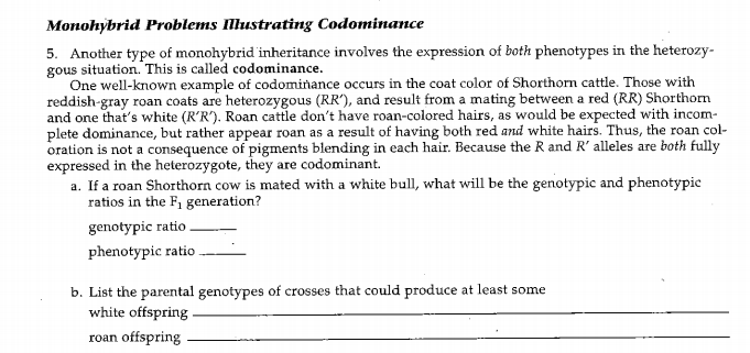 Monohybrid Problems llustrating Codominamce
5. Another type of monohybrid inheritance involves the expression of both phenotypes in the heterozy-
gous situation. This is called codominance.
One well-known example of codominance occurs in the coat color of Shorthorn cattle. Those with
reddish-gray roan coats are heterozygous (RR'), and result from a mating between a red (RR) Shorthorn
and one that's white (R'R'). Roan cattle don't have roan-colored hairs, as would be expected with incom-
plete dominance, but rather appear roan as a result of having both red and white hairs. Thus, the roan col-
oration is not a consequence of pigments blending in each hair. Because the R and R' alleles are both fully
expressed in the heterozygote, they are codominant.
a. If a roan Shorthorn cow is mated with a white bull, what will be the genotypic and phenotypic
ratios in the F, generation?
genotypic ratio .
phenotypic ratio
b. List the parental genotypes of crosses that could produce at least some
white offspring
roan offspring
