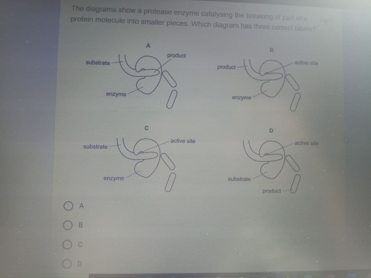 The diagrams show a protease enzyme catalysing the breaking of part of a
protein molecule into smaller pieces. Which diagram has three correct labels?
O A
OB
C
O D
substrate
enzyme
substrate
S
enzyme
product
active site
product
enzyme
B
substrate
D
active site
g
product
active site