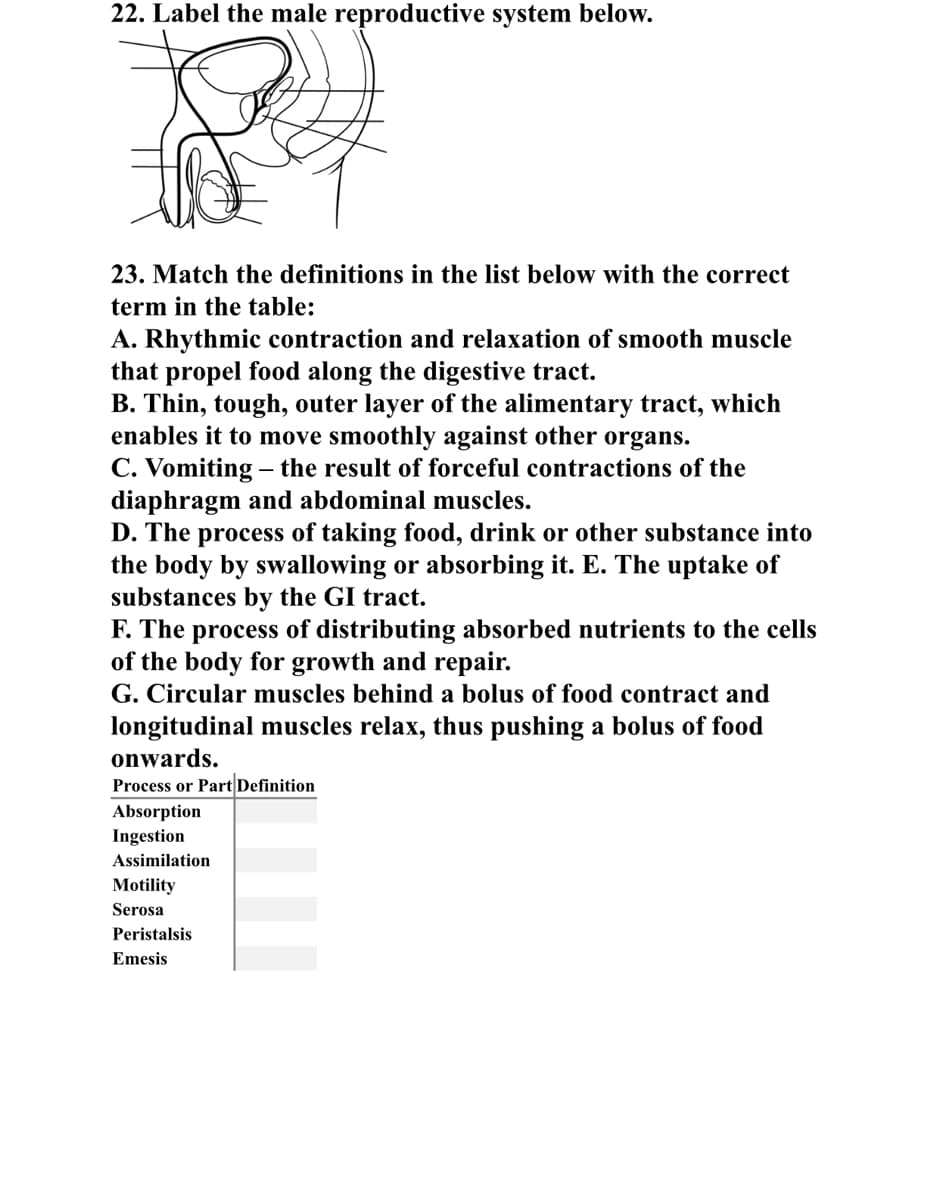 22. Label the male reproductive system below.
23. Match the definitions in the list below with the correct
term in the table:
A. Rhythmic contraction and relaxation of smooth muscle
that propel food along the digestive tract.
B. Thin, tough, outer layer of the alimentary tract, which
enables it to move smoothly against other organs.
C. Vomiting the result of forceful contractions of the
diaphragm and abdominal muscles.
D. The process of taking food, drink or other substance into
the body by swallowing or absorbing it. E. The uptake of
substances by the GI tract.
F. The process of distributing absorbed nutrients to the cells
of the body for growth and repair.
G. Circular muscles behind a bolus of food contract and
longitudinal muscles relax, thus pushing a bolus of food
onwards.
Process or Part Definition
Absorption
Ingestion
Assimilation
Motility
Serosa
Peristalsis
Emesis