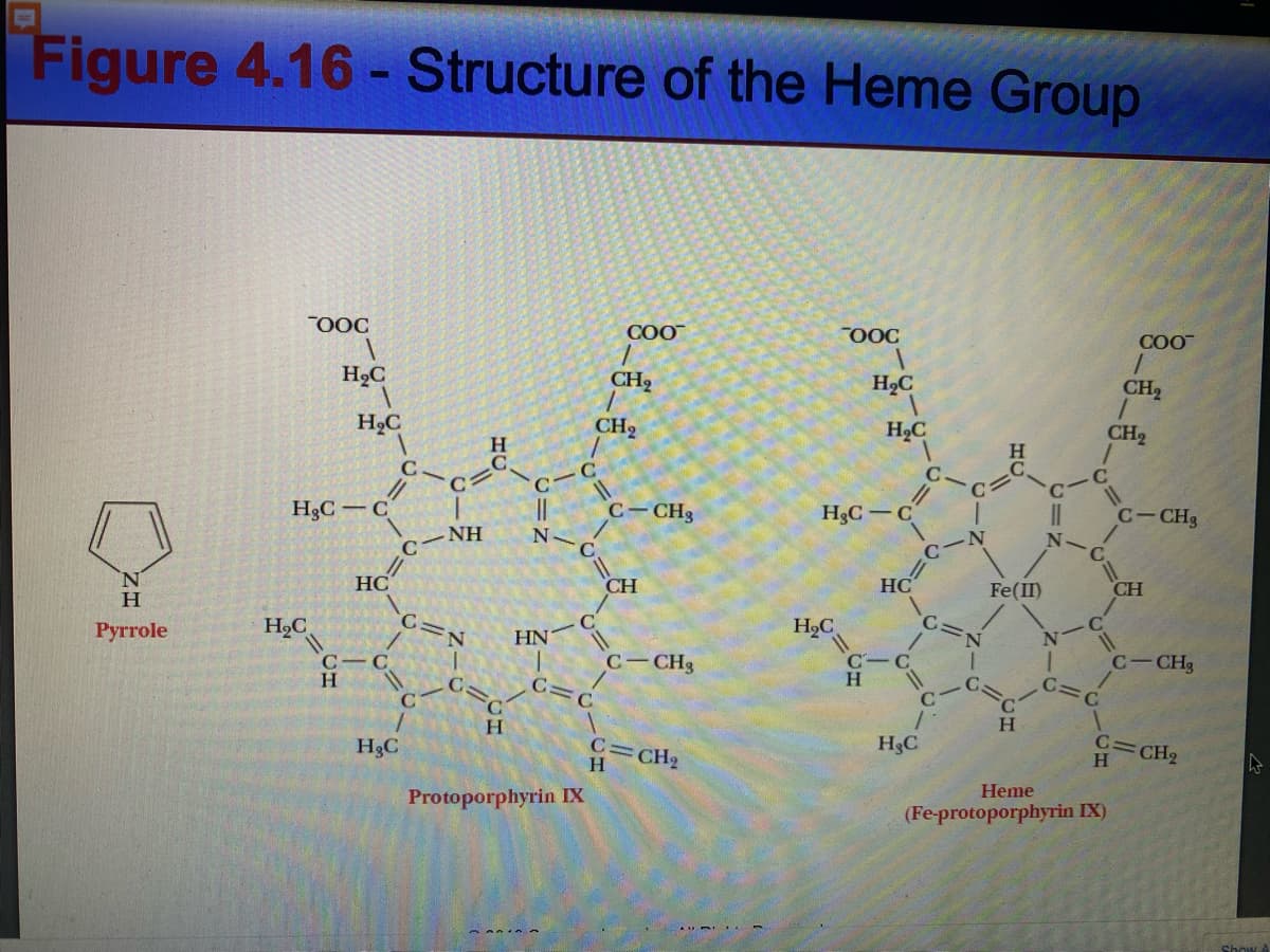 Figure 4.16 - Structure of the Heme Group
9
N
H
Pyrrole
OOC
H₂C
H₂C
H₂C
H₂CC
HC
C-C
H
H&C
C
NH
C=N
C
C
H
H
HN
C.
с
C
11
||
N
COO™
C
Protoporphyrin IX
CH₂
CH₂
C-CH₂
CH
C-CH₂
G=CH₂
OOC
H₂C
1
H₂C
H₂C
H₂C-C
HO
C-C
H
1
H&C
Fe(II)
C
H
|
C=
FC
COO
Heme
(Fe-protoporphyrin IX)
CH₂
CH₂
C-CH₂
CH
C-CH₂
C=CH₂
H