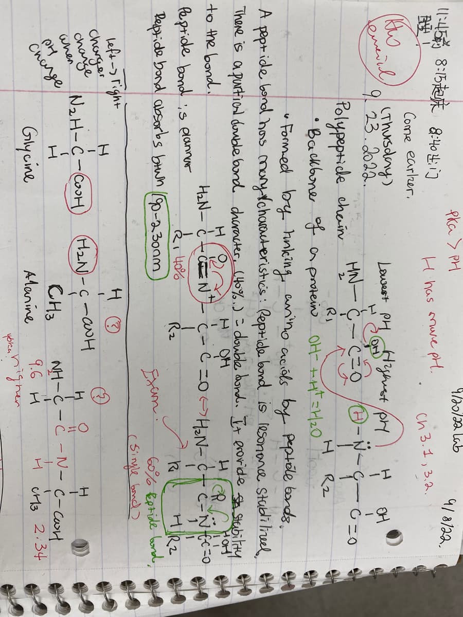 11:45 8:15 8:4041]
но
temeiul
(Thursday)
9. 23.2022.
Come earler.
left-right
charger
change
when
PH
Change
Pka > PH
6
H has more pH.
Glycine
MN-
2
Lowest PH Highest pry
TH
Polypeptide chain
RI
H
R2
Backbone of a protein OH- +H+ =1/₂0 /1000
HO
NzH-C-COOH H2N-CANH
(
9/20/22 Lab
Formed by linking anino acids by peptole bonds.
A peptide bond has many characteristics: Reptide bond is resonance Stubliliveel,
There is a purtical double bond character, (40%.) = double bond. It provide stability
H
он
to the bond.
HON
H₂N-C-CN
2, 40%
Peptide bond is plannar
Repride bond absorbs brun 90-2300m
Ch 3.1, 3.2.
CH3
Alanine
1
чока!
9/8/22.
1
C-C =0 <> H₂N-C — C-NCC = 0
HCR
R₂
OH
0=0
R
HR2
60% keptide bond,
(Single bond)
H
ㅐ요
NH-C-C-N-c con
9.6 н
a higher
H
CH3 2.34