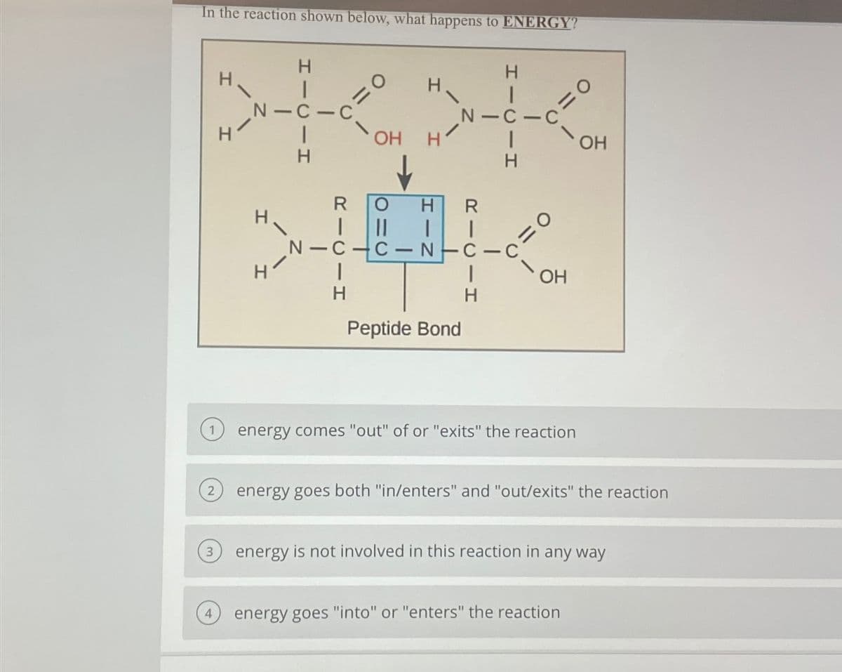 In the reaction shown below, what happens to ENERGY?
3
4
H
H
N-C-C
|
H
H
H
I
O
|
H
OH
↓
H
H
H R
| || I 1
N-C-C-N-C-C
Peptide Bond
H
N-C-C
I
H
I
H
=0
=0
OH
energy comes "out" of or "exits" the reaction
OH
energy goes both "in/enters" and "out/exits" the reaction
energy is not involved in this reaction in any way
energy goes "into" or "enters" the reaction