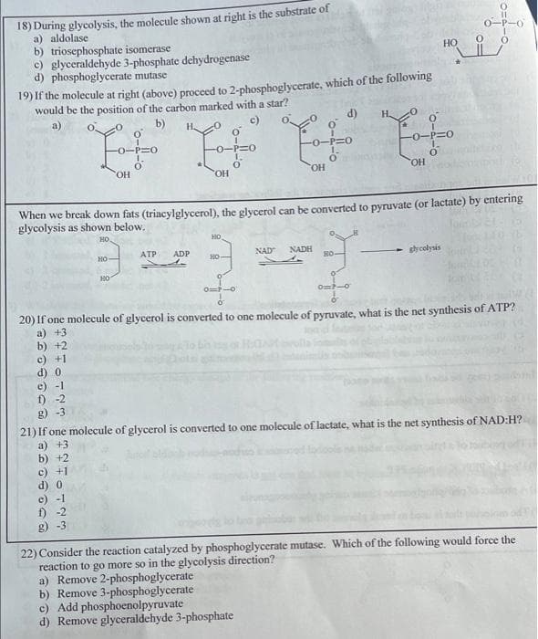 18) During glycolysis, the molecule shown at right is the substrate of
a) aldolase
b) triosephosphate isomerase
c) glyceraldehyde 3-phosphate dehydrogenase
d) phosphoglycerate mutase
0-P-O
19) fr the molecule at right (above) proceed to 2-phosphoglycerate, which of the following
would be the position of the carbon marked with a star?
b)
c)
d)
H.
-P=0
-0-P=0
ОН
HO.
HO.
HO.
When we break down fats (triacylglycerol), the glycerol can be converted to pyruvate (or lactate) by entering
glycolysis as shown below.
HO
ATP
ADP
NAD
NADH
shycolysis
но
Om-o
20) If one molecule of glycerol is converted to one molecule of pyruvate, what is the net synthesis of ATP?
a) +3
b) +2
c) +1
0 (P
e) -1
f) -2
g) -3
21) If one molecule of glycerol is converted to one molecule of lactate, what is the net synthesis of NAD:H?
a) +3
b) +2
c) +1
d) 0
e) -1
f) -2
g) -3
22) Consider the reaction catalyzed by phosphoglycerate mutase. Which of the following would force the
reaction to go more so in the glycolysis direction?
a) Remove 2-phosphoglycerate
b) Remove 3-phosphoglycerate
c) Add phosphoenolpyruvate
d) Remove glyceraldehyde 3-phosphate
