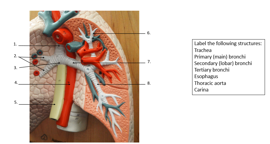 1.
2.
3.
4.
5.
Auto
58
57
6.
7.
8.
Label the following structures:
Trachea
Primary (main) bronchi
Secondary (lobar) bronchi
Tertiary bronchi
Esophagus
Thoracic aorta
Carina