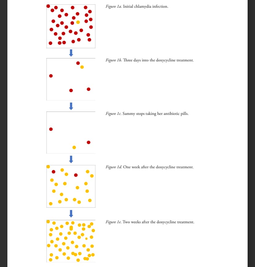 Figure 1a. Initial chlamydia infection.
Figure 1b. Three days into the doxycycline treat
treatment.
Figure 1c. Sammy stops taking her antibiotic pills.
Figure 1d. One week after the doxycycline treatment.
Figure 1e. Two weeks after the doxycycline treatment.