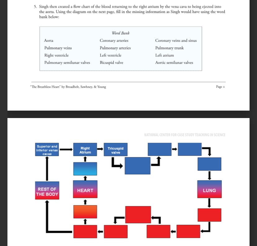 5. Singh then created a flow chart of the blood returning to the right atrium by the vena cava to being ejected into
the aorta. Using the diagram on the next page, fill in the missing information as Singh would have using the word
bank below:
Aorta
Pulmonary veins
Right ventricle
Pulmonary semilunar valves
Word Bank
Coronary arteries
Pulmonary arteries
Left ventricle
Bicuspid valve
"The Breathless Heart" by Broadbelt, Sawhney, & Young
Superior and
Inferior venae
Right
Atrium
Tricuspid
valve
cavae
REST OF
THE BODY
HEART
Coronary veins and sinus
Pulmonary trunk
Left atrium
Aortic semilunar valves
Page 2
NATIONAL CENTER FOR CASE STUDY TEACHING IN SCIENCE
LUNG