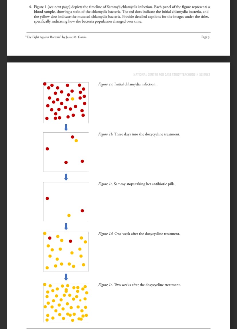 4. Figure 1 (see next page) depicts the timeline of Sammy's chlamydia infection. Each panel of the figure represents a
blood sample, showing a stain of the chlamydia bacteria. The red dots indicate the initial chlamydia bacteria, and
the yellow dots indicate the mutated chlamydia bacteria. Provide detailed captions for the images under the titles,
specifically indicating how the bacteria population changed over time.
"The Fight Against Bacteria" by Jessie M. Garcia
Page 3
NATIONAL CENTER FOR CASE STUDY TEACHING IN SCIENCE
Figure 1a. Initial chlamydia infection.
Figure 1b. Three days into the doxycycline treatment.
Figure 1c. Sammy stops taking her antibiotic pills.
Figure 1d. One week after the doxycycline treatment.
Figure 1e. Two weeks after the doxycycline treatment.