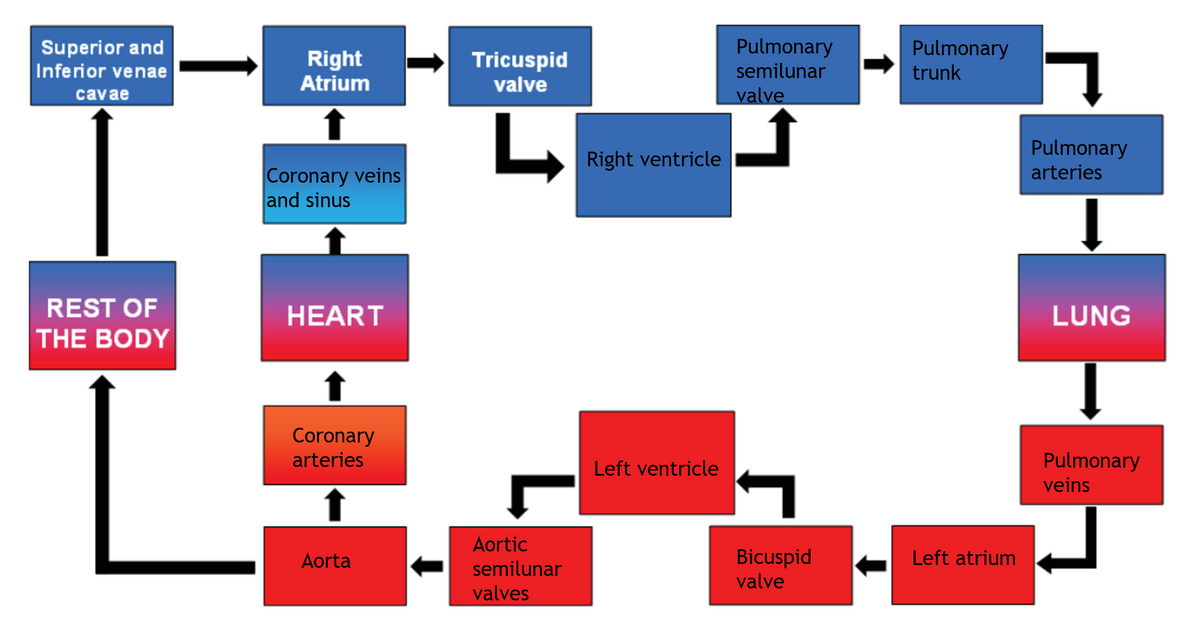 Superior and
Inferior venae
cavae
REST OF
THE BODY
Right
Atrium
Tricuspid
valve
Coronary veins
L
Right ventricle
and sinus
HEART
L
Coronary
arteries
Aorta
Aortic
semilunar
valves
Left ventricle
Pulmonary
semilunar
valve
Pulmonary
trunk
Bicuspid
valve
Left atrium
Pulmonary
arteries
LUNG
Pulmonary
veins