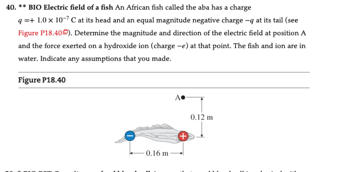40. ** BIO Electric field of a fish An African fish called the aba has a charge
q=+ 1.0 x 10-7 C at its head and an equal magnitude negative charge -q at its tail (see
Figure P18.40). Determine the magnitude and direction of the electric field at position A
and the force exerted on a hydroxide ion (charge -e) at that point. The fish and ion are in
water. Indicate any assumptions that you made.
Figure P18.40
0.16 m
A●
0.12 m