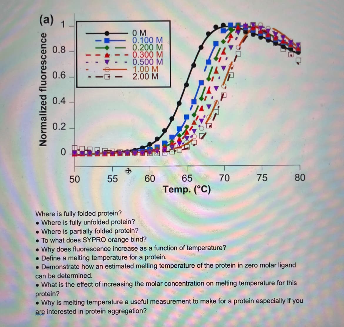 (a) 1
Normalized fluorescence
0.8
0.6
0.4
0.2
0
1.7.0-
50
55
OM
0.100 M
0.200 M
0.300 M
0.500 M
1.00 M
2.00 M
Where is fully folded protein?
• Where is fully unfolded protein?
• Where is partially folded protein?
60
A
65
Temp. (°C)
70
75
80
To what does SYPRO orange bind?
• Why does fluorescence increase as a function of temperature?
• Define a melting temperature for a protein.
• Demonstrate how an estimated melting temperature of the protein in zero molar ligand
can be determined.
• What is the effect of increasing the molar concentration on melting temperature for this
protein?
Why is melting temperature a useful measurement to make for a protein especially if you
are interested in protein aggregation?