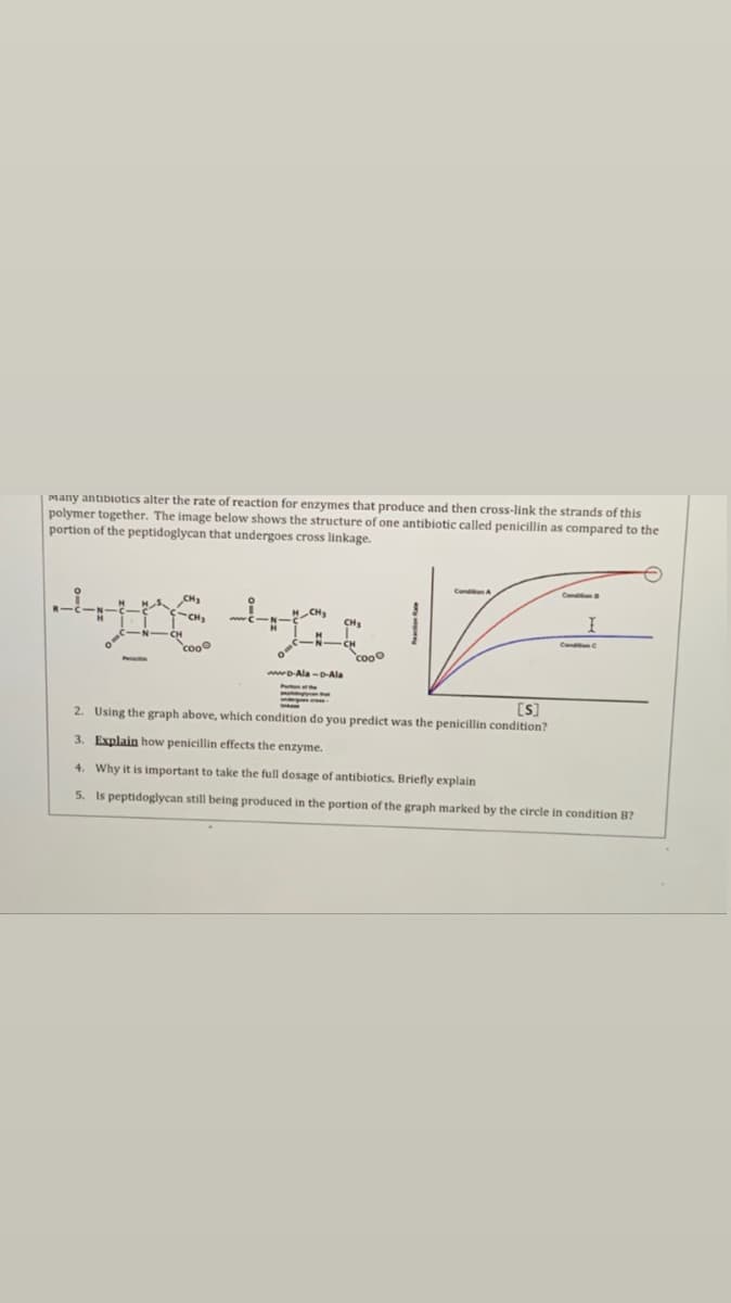 Many antibiotics alter the rate of reaction for enzymes that produce and then cross-link the strands of this
polymer together. The image below shows the structure of one antibiotic called penicillin as compared to the
portion of the peptidoglycan that undergoes cross linkage.
Condon A
HS. CH
CH
CH
N-CH
cooo
Cand
cooo
wDAla-D-Ala
[S]
2. Using the graph above, which condition do you predict was the penicillin condition?
3. Explain how penicillin effects the enzyme.
4. Why it is important to take the full dosage of antibiotics. Briefly explain
5. Is peptidoglycan still being produced in the portion of the graph marked by the circle in condition B?
