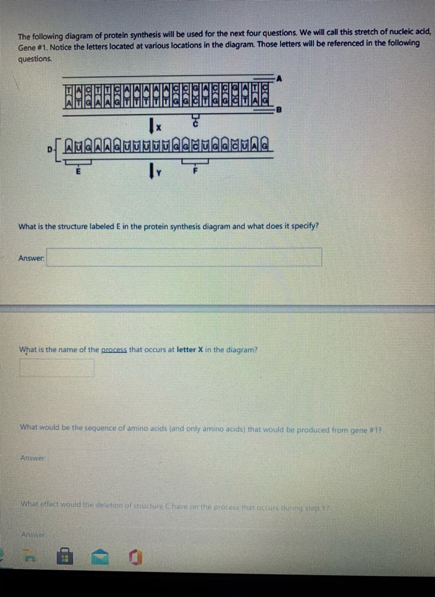 The following diagram of protein synthesis will be used for the next four questions. We will call this stretch of nucleic acid,
Gene #1. Notice the letters located at various locations in the diagram. Those letters will be referenced in the following
questions.
D
What is the structure labeled E in the protein synthesis diagram and what does it specify?
Answer.
What is the name of the process that occurs at letter X in the diagram?
What would be the sequence of amino acids (and only amino acids) that would be produced from gene #1?
Answer
What effect would the deletion of structure C have on the process that accuns during step Y?
Answer
