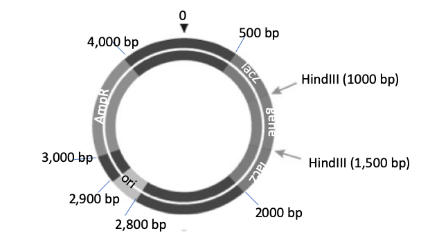 500 bp
4,000 bp
HindllI (1000 b
Hindlll (1,500
3,000 bp
ori
2,900 bp
2000 bp
2,800 bp
веne
lacz
racz
AmpR
