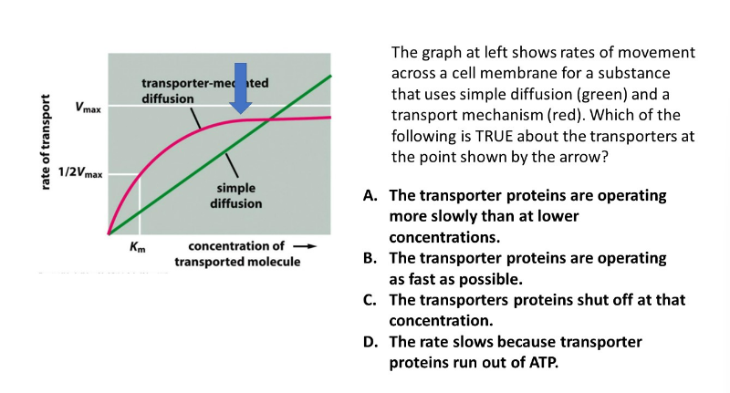 rate of transport
Vmax
1/2Vmax
transporter-mecated
diffusion
Km
simple
diffusion
concentration of
transported molecule
The graph at left shows rates of movement
across a cell membrane for a substance
that uses simple diffusion (green) and a
transport mechanism (red). Which of the
following is TRUE about the transporters at
the point shown by the arrow?
A. The transporter proteins are operating
more slowly than at lower
concentrations.
B. The transporter proteins are operating
as fast as possible.
C. The transporters proteins shut off at that
concentration.
D. The rate slows because transporter
proteins run out of ATP.
