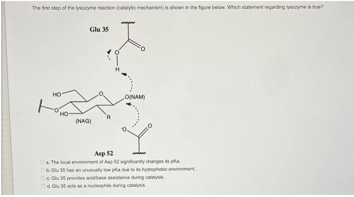 The first step of the lysozyme reaction (catalytic mechanism) is shown in the figure below. Which statement regarding lysozyme is true?
Glu 35
HO
O(NAM)
R
(NAG)
Asp 52
a. The local environment of Asp 52 significantly changes its pka.
b. Glu 35 has an unusually low pKa due to its hydrophobic environment.
c. Glu 35 provides acid/base assistance during catalysis.
d. Glu 35 acts as a nucleophile during catalysis.