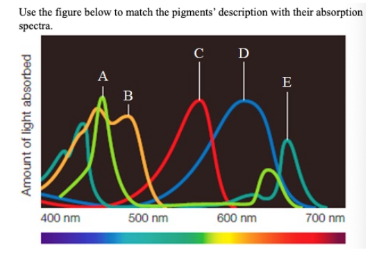 Use the figure below to match the pigments’ description with their absorption
spectra.
C D
A
E
B
400 nm
500 nm
600 nm
700 nm
Amount of light absorbed
