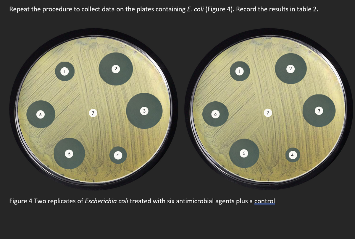 Repeat the procedure to collect data on the plates containing E. coli (Figure 4). Record the results in table 2.
5
7
2
6
7
5
Figure 4 Two replicates of Escherichia coli treated with six antimicrobial agents plus a control