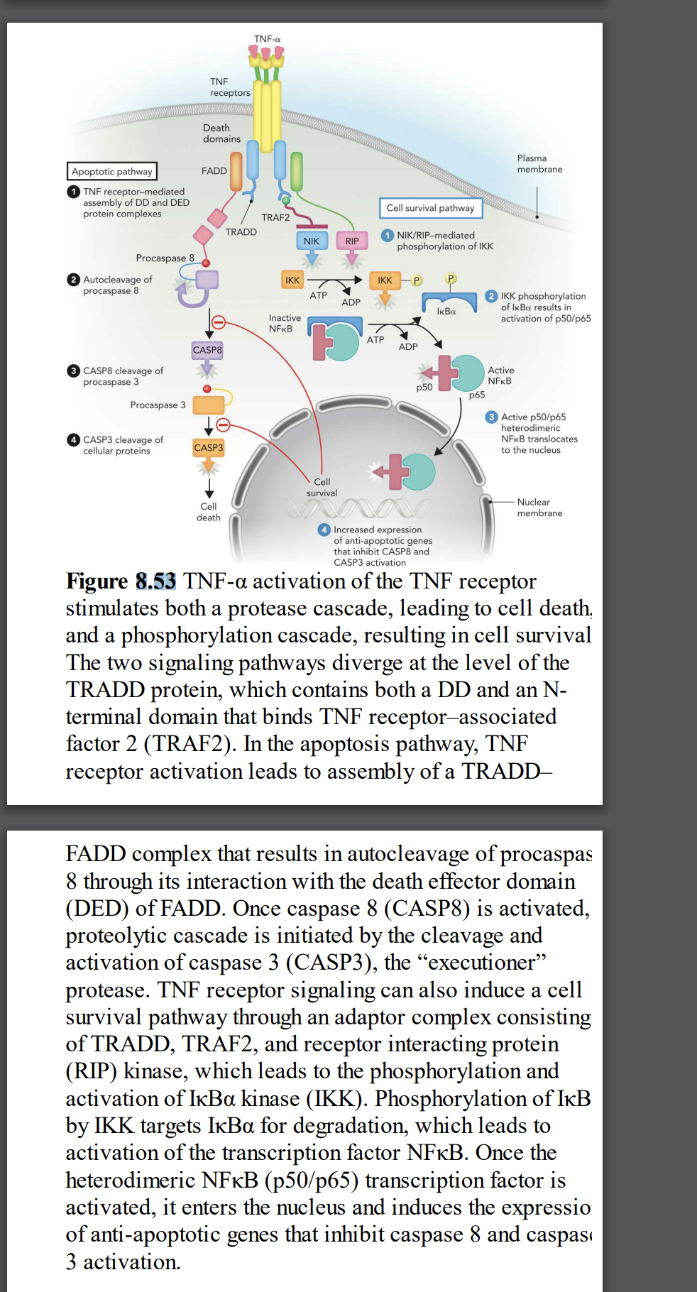 Apoptotic pathway
TNF receptor-mediated
assembly of DD and DED
protein complexes
Procaspase 8
2 Autocleavage of
procaspase 8
3 CASP8 cleavage of
procaspase 3
Procaspase 3
CASP3 cleavage of
cellular proteins
TNF
receptors
Death
domains
FADD
CASP8
CASP3
TNF-α
Cell
death
TRADD
TRAF2
IKK
Inactive
NIK
ATP
RIP
Cell
survival
ADP
Cell survival pathway
1 NIK/RIP-mediated
phosphorylation of IKK
IKK
ATP
P
ADP
p50
IkBa
p65
Plasma
membrane.
IKK phosphorylation
of IkBa results in
activation of p50/p65
Active
NFkB
45
Increased expression
of anti-apoptotic genes
that inhibit CASP8 and
CASP3 activation
Figure 8.53 TNF-a activation of the TNF receptor
stimulates both a protease cascade, leading to cell death,
and a phosphorylation cascade, resulting in cell survival
The two signaling pathways diverge at the level of the
TRADD protein, which contains both a DD and an N-
terminal domain that binds TNF receptor-associated
factor 2 (TRAF2). In the apoptosis pathway, TNF
receptor activation leads to assembly of a TRADD-
Active p50/p65
heterodimeric
NFKB translocates
to the nucleus
Nuclear
membrane.
FADD complex that results in autocleavage of procaspas
8 through its interaction with the death effector domain
(DED) of FADD. Once caspase 8 (CASP8) is activated,
proteolytic cascade is initiated by the cleavage and
activation of caspase 3 (CASP3), the "executioner”
protease. TNF receptor signaling can also induce a cell
survival pathway through an adaptor complex consisting
of TRADD, TRAF2, and receptor interacting protein
(RIP) kinase, which leads to the phosphorylation and
activation of IkBa kinase (IKK). Phosphorylation of IKB
by IKK targets IKBa for degradation, which leads to
activation of the transcription factor NFKB. Once the
heterodimeric NFkB (p50/p65) transcription factor is
activated, it enters the nucleus and induces the expressio
of anti-apoptotic genes that inhibit caspase 8 and caspas
3 activation.