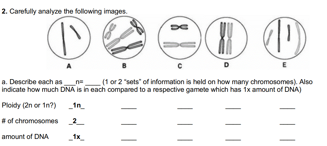 2. Carefully analyze the following images.
(1 or 2 "sets" of information is held on how many chromosomes). Also
indicate how much DNA is in each compared to a respective gamete which has 1x amount of DNA)
a. Describe each as
n=
Ploidy (2n or 1n?)
1n_
# of chromosomes
_2_
amount of DNA
_1x_

