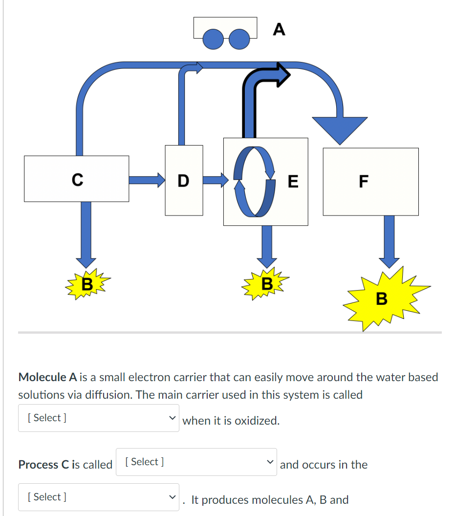 C
B
[Select]
Process C is called [Select]
A
[
-0²
E
B
Molecule A is a small electron carrier that can easily move around the water based
solutions via diffusion. The main carrier used in this system is called
[Select]
when it is oxidized.
F
and occurs in the
It produces molecules A, B and
B