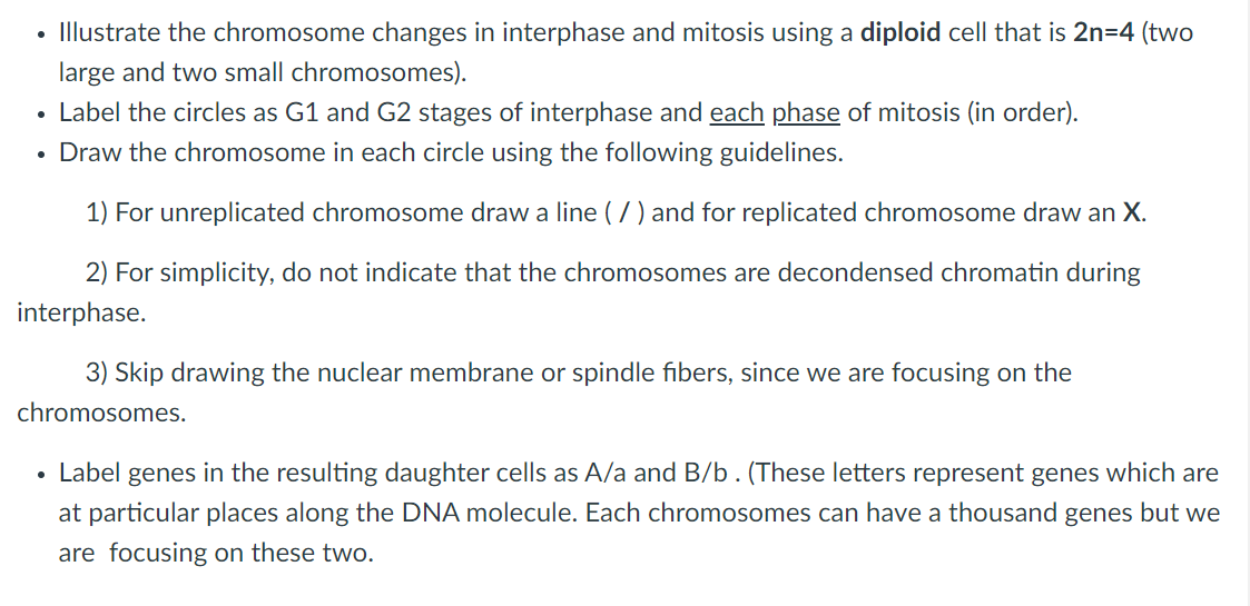 • Illustrate the chromosome changes in interphase and mitosis using a diploid cell that is 2n=4 (two
large and two small chromosomes).
• Label the circles as G1 and G2 stages of interphase and each phase of mitosis (in order).
Draw the chromosome in each circle using the following guidelines.
1) For unreplicated chromosome draw a line (/) and for replicated chromosome draw an X.
2) For simplicity, do not indicate that the chromosomes are decondensed chromatin during
interphase.
●
3) Skip drawing the nuclear membrane or spindle fibers, since we are focusing on the
chromosomes.
• Label genes in the resulting daughter cells as A/a and B/b. (These letters represent genes which are
at icular places along the DNA molecule. Each chromosomes can have a thousand genes but we
are focusing on these two.