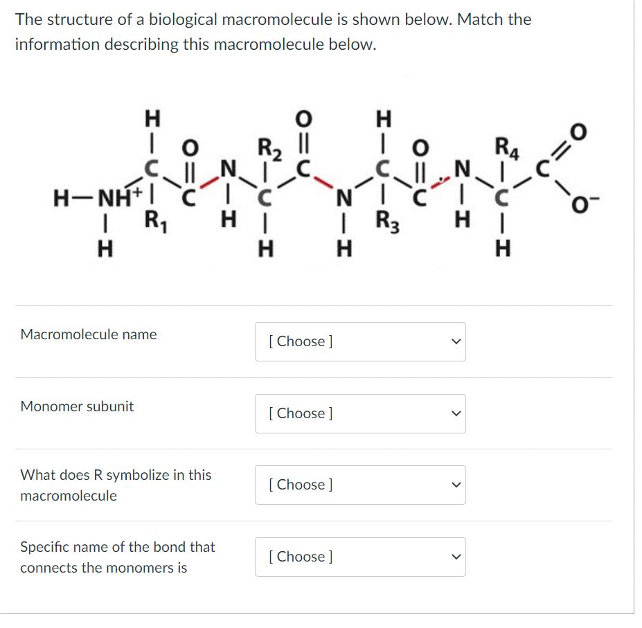 The structure of a biological macromolecule is shown below. Match the
information describing this macromolecule below.
H
| 0
C
H¬NH+|
| R₁
H
Macromolecule name
Monomer subunit
910
What does R symbolize in this
macromolecule
Specific name of the bond that
connects the monomers is
ZIH
N
R₂ II
||
RICIH
H |
Н
[Choose ]
[Choose ]
[Choose ]
[Choose ]
H
| 0
NIC
| R3
H
ZIH
N
بارے
>
~^=o
H |
H
0-
O.