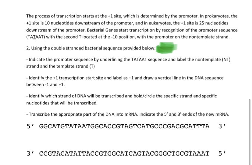 The process of transcription starts at the +1 site, which is determined by the promoter. In prokaryotes, the
+1 site is 10 nucleotides downstream of the promoter, and in eukaryotes, the +1 site is 25 nucleotides
downstream of the promoter. Bacterial Genes start transcription by recognition of the promoter sequence
(TATAAT) with the second T located at the -10 position, with the promoter on the nontemplate strand.
2. Using the double stranded bacterial sequence provided below:
- Indicate the promoter sequence by underlining the TATAAT sequence and label the nontemplate (NT)
strand and the template strand (T)
- Identify the +1 transcription start site and label as +1 and draw a vertical line in the DNA sequence
between -1 and +1.
- Identify which strand of DNA will be transcribed and bold/circle the specific strand and specific
nucleotides that will be transcribed.
- Transcribe the appropriate part of the DNA into mRNA. Indicate the 5' and 3' ends of the new MRNA.
5' GGCATGTАТААTGGCACCGTAGTCATGCCсGACGCATTTA 3'
3' СCGTACАТАТТАССGTGGCATCAGТАCGGGCTGСGTAAAT
5'
