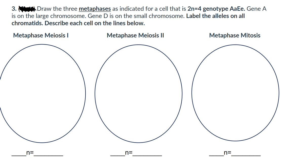 3.
Draw the three metaphases as indicated for a cell that is 2n=4 genotype AaEe. Gene A
is on the large chromosome. Gene D is on the small chromosome. Label the alleles on all
chromatids. Describe each cell on the lines below.
Metaphase Meiosis I
Metaphase Meiosis II
OOO
n=
n=
Metaphase Mitosis
n=