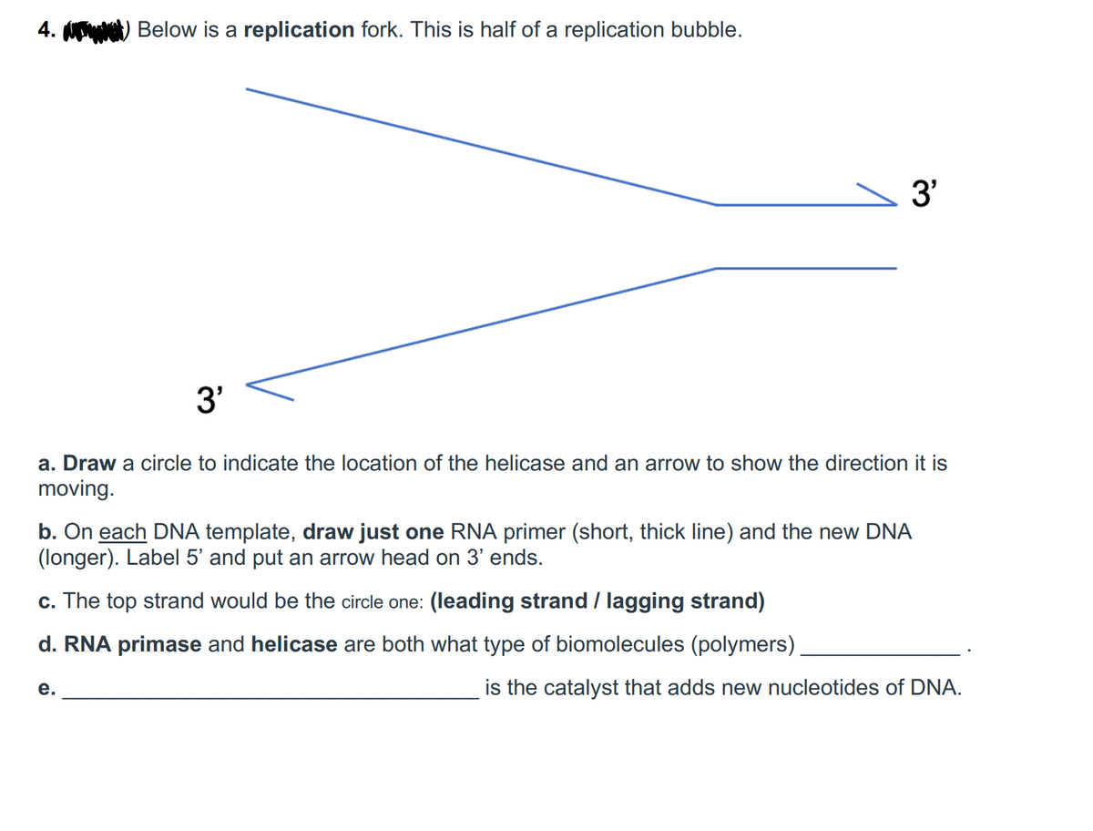 4.
Below is a replication fork. This is half of a replication bubble.
3'
3'
a. Draw a circle to indicate the location of the helicase and an arrow to show the direction it is
moving.
e.
b. On each DNA template, draw just one RNA primer (short, thick line) and the new DNA
(longer). Label 5' and put an arrow head on 3' ends.
c. The top strand would be the circle one: (leading strand / lagging strand)
d. RNA primase and helicase are both what type of biomolecules (polymers)
is the catalyst that adds new nucleotides of DNA.