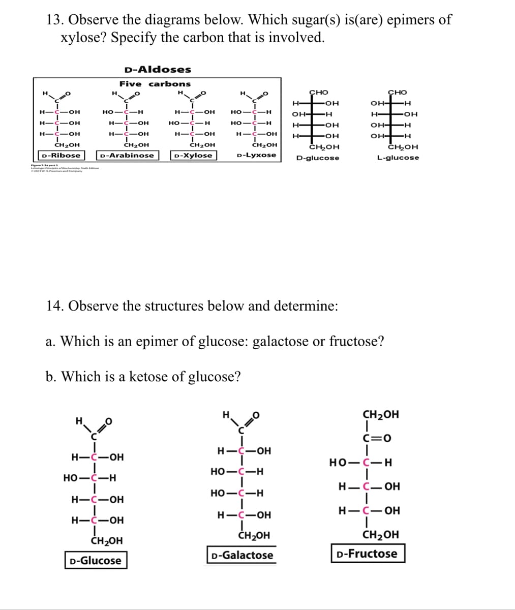 13. Observe the diagrams below. Which sugar(s) is(are) epimers of
xylose? Specify the carbon that is involved.
HICIOH
HIC-OH
HIC-OH
CH₂OH
D-Ribose
Figure 7-3 part 2
2013
of chemistry Seth Edition
Five carbons
HO-C-H
D-Aldoses
H-
-OH
H -C-OH
-OH
CH₂OH
CH₂OH
D-Arabinose D-Xylose
H-C-OH
HO-C-H
H-C-OH
H-C-OH
0
H-C-OH
HOICIH
CH₂OH
D-Glucose
H
но- C-H
HO
-H
H -C-OH
CH₂OH
D-Lyxose
14. Observe the structures below and determine:
H
HIC-OH
CHO
HOH
HO-C-H
HO-C-H
OH-
a. Which is an epimer of glucose: galactose or fructose?
b. Which is a ketose of glucose?
H-C-OH
CH₂OH
D-Galactose
H
н——он
HOH
CH₂OH
D-glucose
CHO
он———н
H-
он——н
он——н
CH₂OH
L-glucose
CH₂OH
C=0
HO-C-H
H - C_OH
-OH
H-C-OH
CH₂OH
D-Fructose