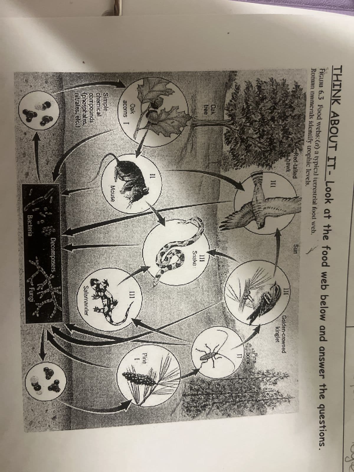 THINK ABOUT IT- Look at the food web below and answer the questions.
FIGURE 6.3 Food webs: (a) a typical terrestrial food web.
Roman numerals identify trophic levels.
Oak
trea
Cak
acons [
Simple
chemical
compounds
(phosphates,
nitrates, etc.)
Red-tailed
hawk
][1
L
Mause
Bacteria
Sun
l][
Golden-crowned
kinglet
Snake
Decomposers
[]]
Salamander
Fungi
Pine
bore
I]
Pine
[