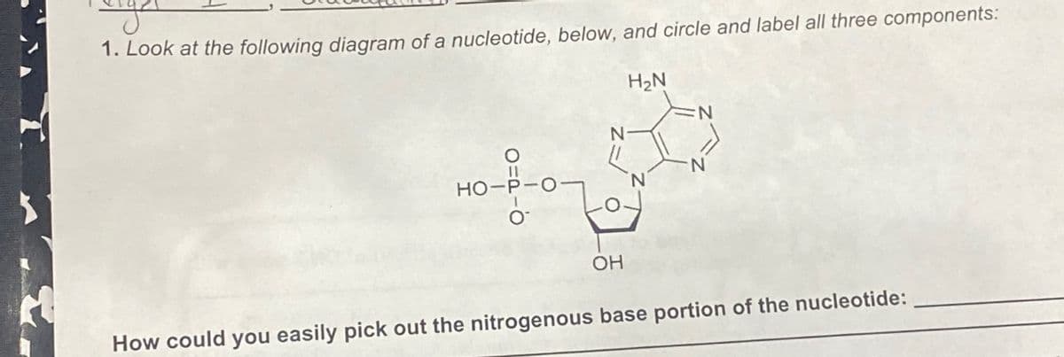 1. Look at the following diagram of a nucleotide, below, and circle and label all three components:
H₂N
O
HO-E
OH
N
How could you easily pick out the nitrogenous base portion of the nucleotide: