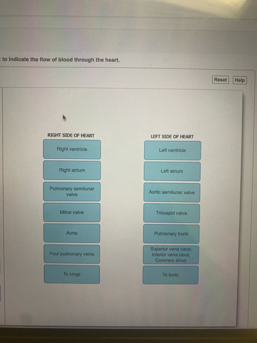 to indicate the flow of blood through the heart.
RIGHT SIDE OF HEART
Right ventricle
Right atrium
Pulmonary semilunar
valve
Mitral valve
Aorta
Four pulmonary veins
To lungs
LEFT SIDE OF HEART
Left ventricle
Left atrium
Aortic semilunar valve
Tricuspid valve
Pulmonary trunk
Superior vena cava;
Inferior vena cava;
Coronary sinus
To body
Reset
Help