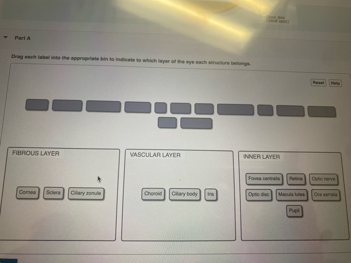 ▼
Part A
Drag each label into the appropriate bin to indicate to which layer of the eye each structure belongs.
FIBROUS LAYER
Cornea
Sclera Ciliary zonule
VASCULAR LAYER
Choroid Ciliary body Iris
Optic disc
(blind spot)
INNER LAYER
Fovea centralis
Optic disc
Retina
Macula lutea
Pupil
Reset Help
Optic nerve
Ora serrata