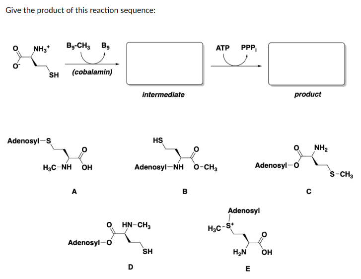 Give the product of this reaction sequence:
NH3* Bg-CH3 Bg
SH (cobalamin)
Adenosyl-S
H₂C-NH OH
A
Adenosyl-O
intermediate
D
HN-CH3
Adenosyl-NH
HS
SH
B
ATP
O-CH3
PPP₁
H3C-S+
Adenosyl
H₂N
E
Adenosyl-O
product
OH
с
NH₂
S-CH3