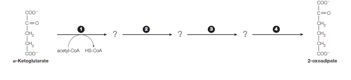 COO
COO-
C=0
C=0
CH,
CH,
?
? -
CH,
CH,
CH,
acetyl-CoA HS-COA
CO0-
COO
a-Ketoglutarate
2-oxoadipate
