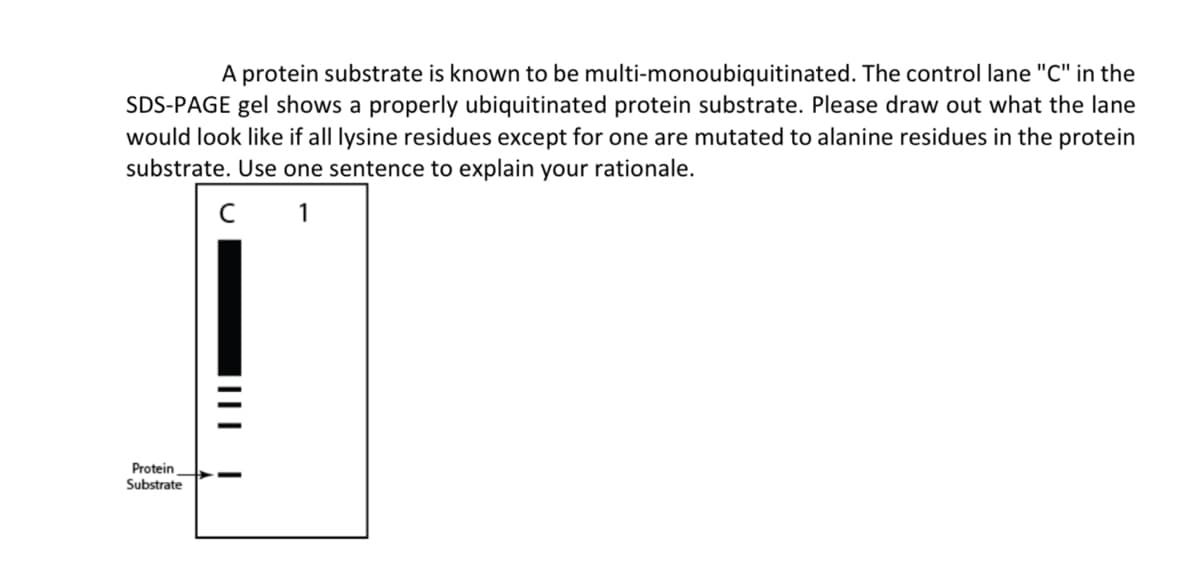 A protein substrate is known to be multi-monoubiquitinated. The control lane "C" in the
SDS-PAGE gel shows a properly ubiquitinated protein substrate. Please draw out what the lane
would look like if all lysine residues except for one are mutated to alanine residues in the protein
substrate. Use one sentence to explain your rationale.
C 1
Protein
Substrate
||||