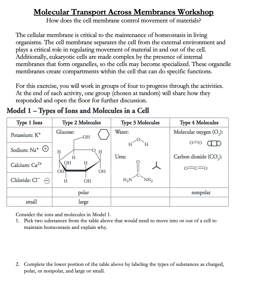 Molecular Transport Across Membranes Workshop
How does the cell membrane control movement of materials?
The cellular membrane is critical to the maintenance of homeostasis in living
organisms. The cell membrane separates the cell from the external environment and
plays a critical role in regulating movement of material in and out of the cell.
Additionally, eukaryotic cells are made complex by the presence of internal
membranes that form organelles, so the cells may become specialized. These organelle
membranes create compartments within the cell that can do specific functions.
For this exercise, you will work in groups of four to progress through the activities.
At the end of each activity, one group (chosen at random) will share how they
responded and open the floor for further discussion.
Model 1 - Types of Ions and Molecules in a Cell
Type 4 Molecules
Molecular oxygen (O,):
Туре 1 Ions
Type 2 Molecules
Туре 3 Molecules
Glucose:
Water:
Potassium: K*
OH
0=0 D
Sodium: Na+ +
O-
Urea:
Carbon dioxide (CO,):
H
ОН
H
Calcium: Ca2+
0=C=0
OH
OH
Chloride: CI
H
OH
H2N
`NH2
polar
nonpolar
small
large
Consider the ions and molecules in Model 1.
1. Pick two substances from the table above that would need to move into or out of a cell to
maintain homeostasis and explain why.
2. Complete the lower portion of the table above by labeling the types of substances as charged,
polar, or nonpolar, and large or small.
