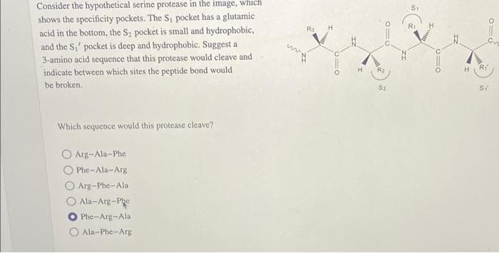 Consider the hypothetical serine protease in the image, which
shows the specificity pockets. The S₁ pocket has a glutamic
acid in the bottom, the S₂ pocket is small and hydrophobic,
and the S₁ pocket is deep and hydrophobic. Suggest a
3-amino acid sequence that this protease would cleave and
indicate between which sites the peptide bond would
be broken.
Which sequence would this protease cleave?
Arg-Ala-Phe
Phe-Ala-Arg
Arg-Phe-Ala.
Ala-Arg-Phe
Phe-Arg-Ala
Ala-Phe-Arg
MA
010
R₂
S1
S₁
11o
H R₁
Si
910