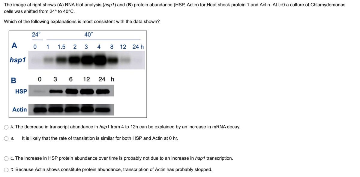 The image at right shows (A) RNA blot analysis (hsp1) and (B) protein abundance (HSP, Actin) for Heat shock protein 1 and Actin. At t=0 a culture of Chlamydomonas
cells was shifted from 24° to 40°C.
Which of the following explanations is most consistent with the data shown?
24°
40°
A
0 1
1.5
3
4
8
12 24 h
hsp1
0 3 6 12
24 h
HSP
Actin
A. The decrease in transcript abundance in hsp1 from 4 to 12h can be explained by an increase in mRNA decay.
В.
It is likely that the rate of translation is similar for both HSP and Actin at 0 hr.
C. The increase in HSP protein abundance over time is probably not due to an increase in hsp1 transcription.
D. Because Actin shows constitute protein abundance, transcription of Actin has probably stopped.
