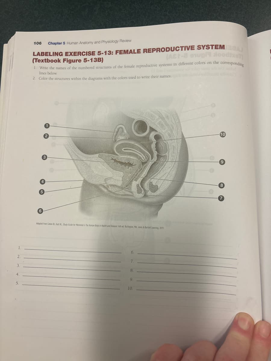 1.
2.
106
Chapter 5 Human Anatomy and Physiology Review
LABELING EXERCISE 5-13: FEMALE REPRODUCTIVE SYSTEMA
(AC-8 eugl lood
(Textbook Figure 5-13B)
1. Write the names of the numbered structures of the female reproductive systems in different colors on the corresponding
lines below.
2. Color the structures within the diagrams with the colors used to write their names.
wold
5
6
3
2
Adapted from Cohen BJ, Hull KL. Study Guide for Memmier's The Human Body in Health and Disease 14th ed. Burlington, MA: Jones & Bartlett Learning: 2019
3.
8.
4.
5.
10.
-10
9
7