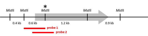 Mstll Mstll
0.4 kb
0.6 kb
*
Mstil
probe 1
1.2 kb
probe 2
Mstll
0.9 kb
Mstll