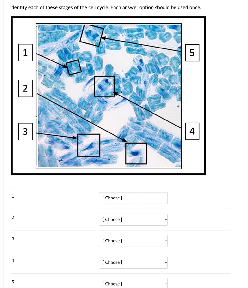 Identify each of these stages of the cell cycle. Each answer option should be used once.
1
2
3
4
1
[ Choose ]
[ Choose ]
3
[ Choose ]
4
[ Choose ]
[ Choose ]
