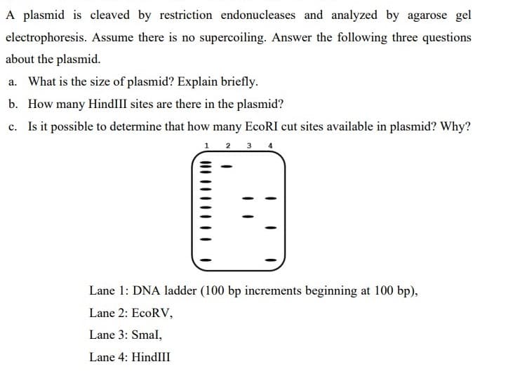 A plasmid is cleaved by restriction endonucleases and analyzed by agarose gel
electrophoresis. Assume there is no supercoiling. Answer the following three questions
about the plasmid.
a. What is the size of plasmid? Explain briefly.
b. How many HindIII sites are there in the plasmid?
c. Is it possible to determine that how many EcoRI cut sites available in plasmid? Why?
1 2 3 4
Lane 1: DNA ladder (100 bp increments beginning at 100 bp),
Lane 2: EcoRV,
Lane 3: Smal,
Lane 4: HindIII
