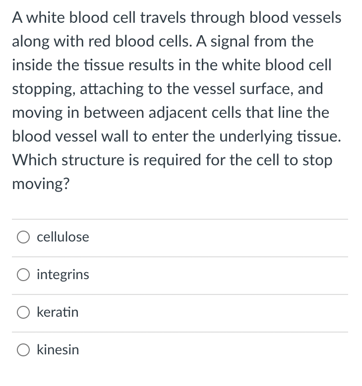 A white blood cell travels through blood vessels
along with red blood cells. A signal from the
inside the tissue results in the white blood cell
stopping, attaching to the vessel surface, and
moving in between adjacent cells that line the
blood vessel wall to enter the underlying tissue.
Which structure is required for the cell to stop
moving?
cellulose
O integrins
O keratin
O kinesin
