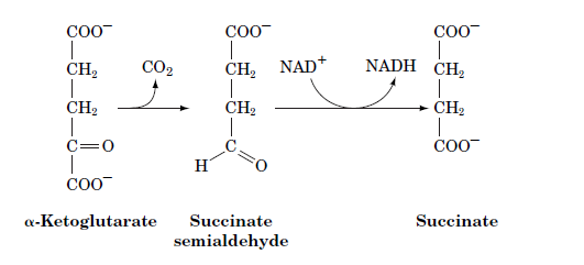 COO
COO
COO
|
CH2
|
CH2
|
CH2 NAD+
|
NADH CH2
|
CH2
|
Coo
CO2
CH2
C=0
H
COO
a-Ketoglutarate
Succinate
Succinate
semialdehyde
